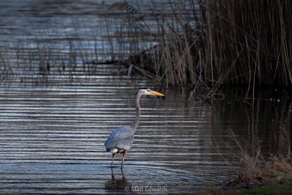 Shot on: a6700 + Sony 200-600 f/5.6-6.3 @ 1/125s 600mm f/7.1 ISO 5000