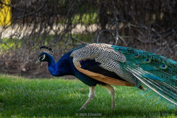 Shot on: a6600 + Sony 70-350 f/4.5-6.3 @ 1/800s 195mm f/5.6 ISO 1250