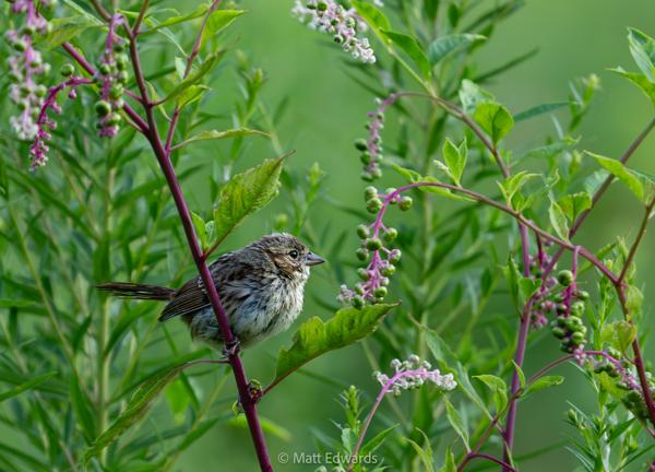 Shot on: a6700 + Sony 200-600 f/5.6-6.3 @ 1/200s 600mm f/6.3 ISO 800