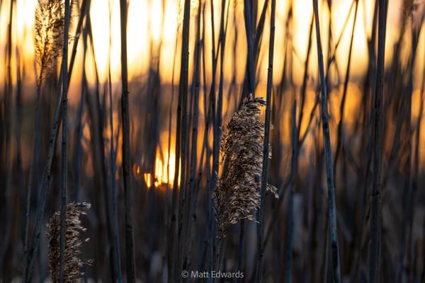 Shot on: a6700 + Sony 200-600mm f/5.6-6.3 @ 1/125s f/8 ISO 1000