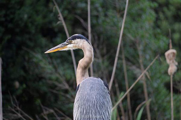 Shot on: a6600 + Sony 70-350 f/4.5-6.3 @ 1/125s 350mm f/6.3 ISO 1600