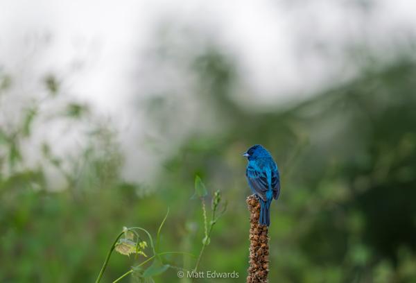 Shot on: a6700 + Sony 200-600 f/5.6-6.3 @ 1/500s 600mm f/7.1 ISO 4000