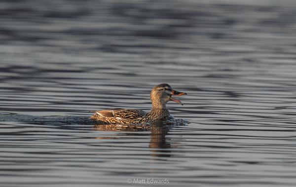 Shot on: a6700 + Sony 200-600 f/5.6-6.3 @ 1/1600s 600mm f/8.0 ISO 2000