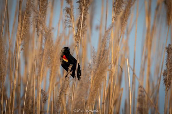 Shot on: a6700 + Sony 200-600 f/5.6-6.3 @ 1/800s 600mm f/8.0 ISO 640