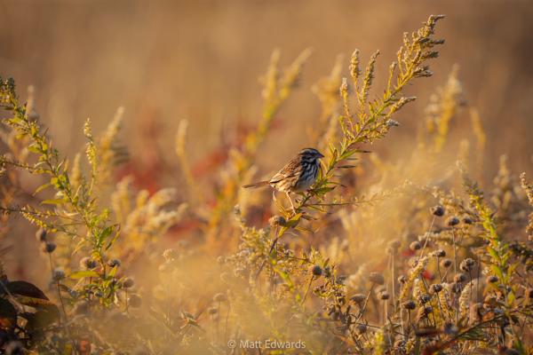 Shot on: a6700 + Sony 200-600 f/5.6-6.3 @ 1/800s 600mm f/7.1 ISO 800