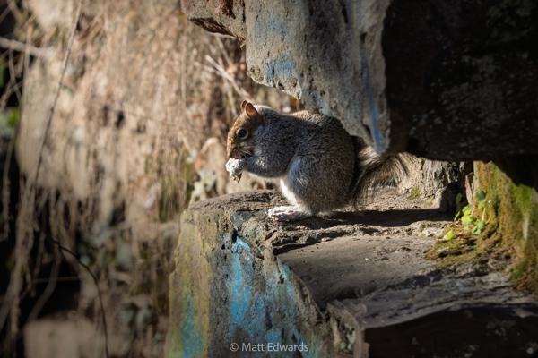 Shot on: a6700 + Sony 200-600 f/5.6-6.3 @ 1/1600s 553mm f/8.0 ISO 2000